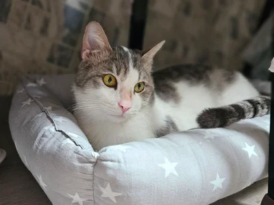 Кот Амур