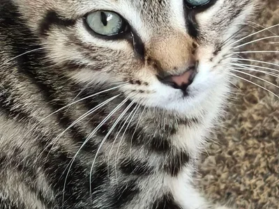 Котёнок Шпрот в добрые руки