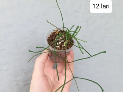 Растения Hoya Retusa и Sansevieria Moonshine