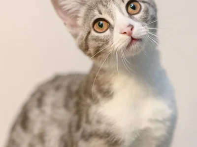 Котенок Юми