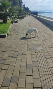Щенок Бедлингтон Терьера