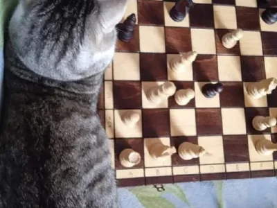 Котоняня, уход за кошками