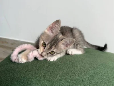 Котенок Лея в добрые руки