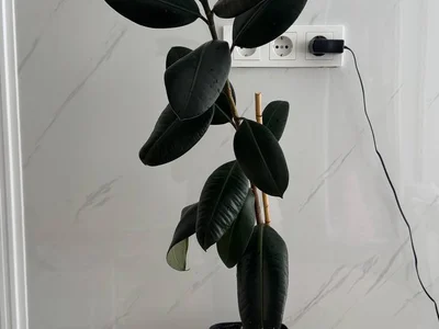 Фикус Эластика