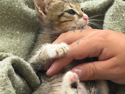 Котенок в добрые руки