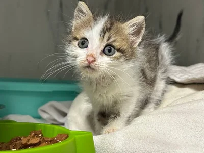 Котёнок Шмат в добрые руки