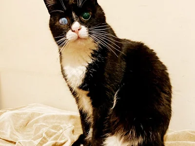 Котик Стиви