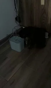 Питьевой фонтан для кошек