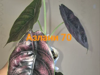 Клубни вариегатных алоказий