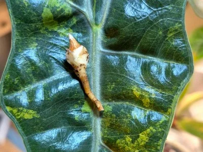 Клубень Alocasia Pseudo-Sanderiana Aurea Variegata