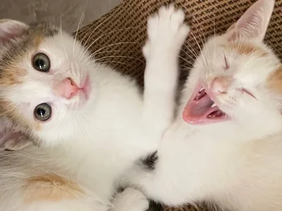 Котята