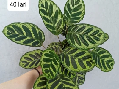 Растения Calathea Makoyana и Alocasia Longiloba