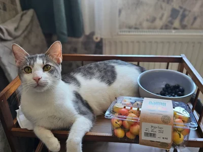 Кот Амур