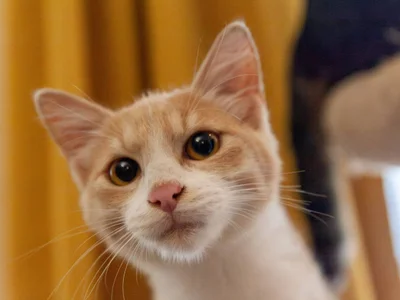 Рыжий котенок Печенька, 4 месяца