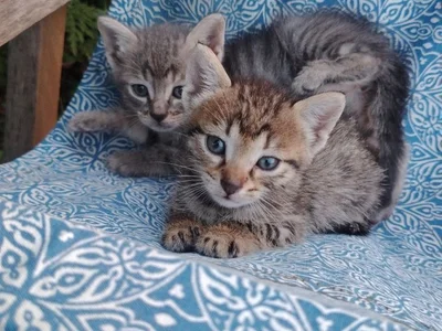 Котёнок Тайгер