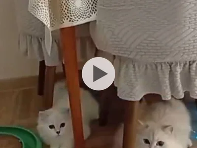Шотландский котенок