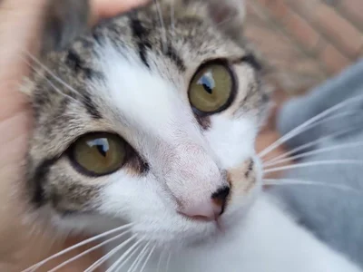 Котенок Космо