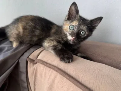 Котёнок