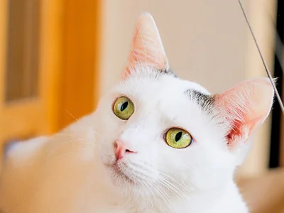 Кошка Тильда, 1 год