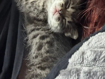 Котенок Киси в добрые руки