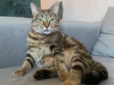 Кошечка Лилу в добрые руки