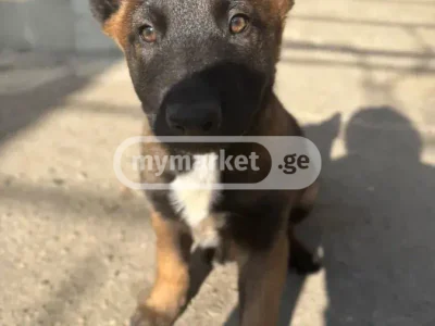 Собака
