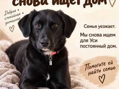Собака Уся в добрые руки
