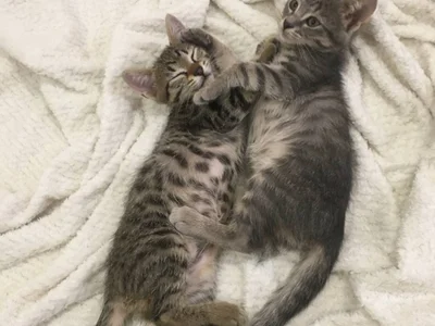 Котёнок Мишутка