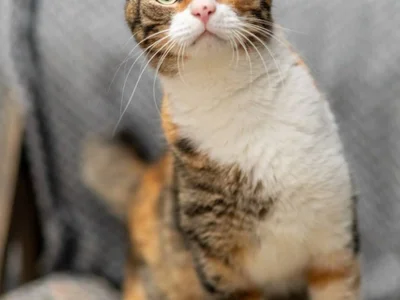 Кошка Кичи