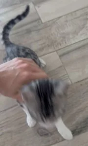 Котёнок Лео