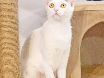 Кошка Тильда