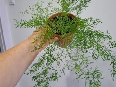 Суккулент