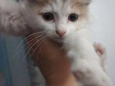 Котята Лари и Тетри