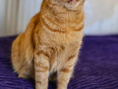 Кот Гудини