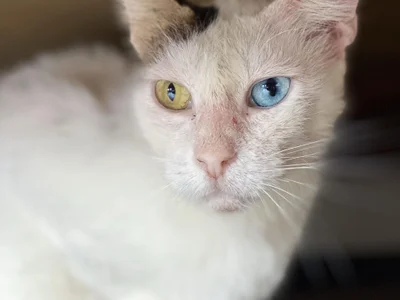 Кошка Луми в добрые руки