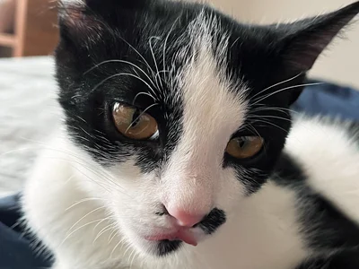 Котенок Шуфутинский младший