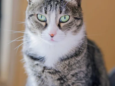 Кошка Грета