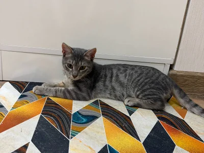 Котик