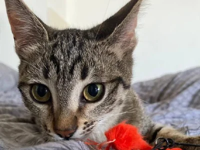 Котенок Ирина
