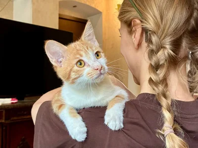 Котята Пряник и Печенька
