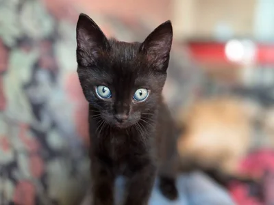 Котенок в добрые руки