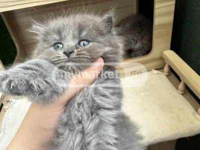 Кошка