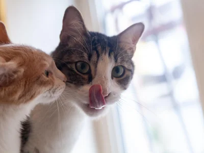 Коты Финдус и Ако