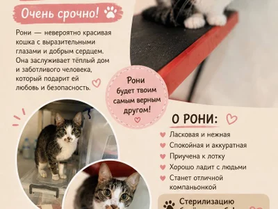 Собака Рони в добрые руки