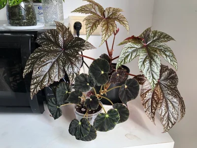 Бегония Mazae Nigricans