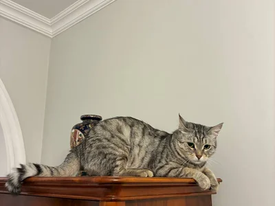 Кошка (донор)