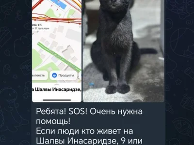 Кошка Сахарок