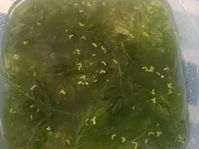 Водоросли роголистник и ряска