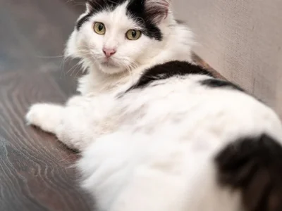 Персидская кошка