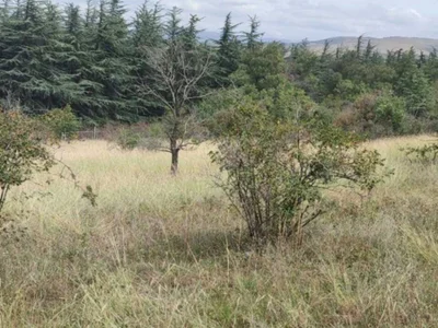 Land For Sale. Ivertubani